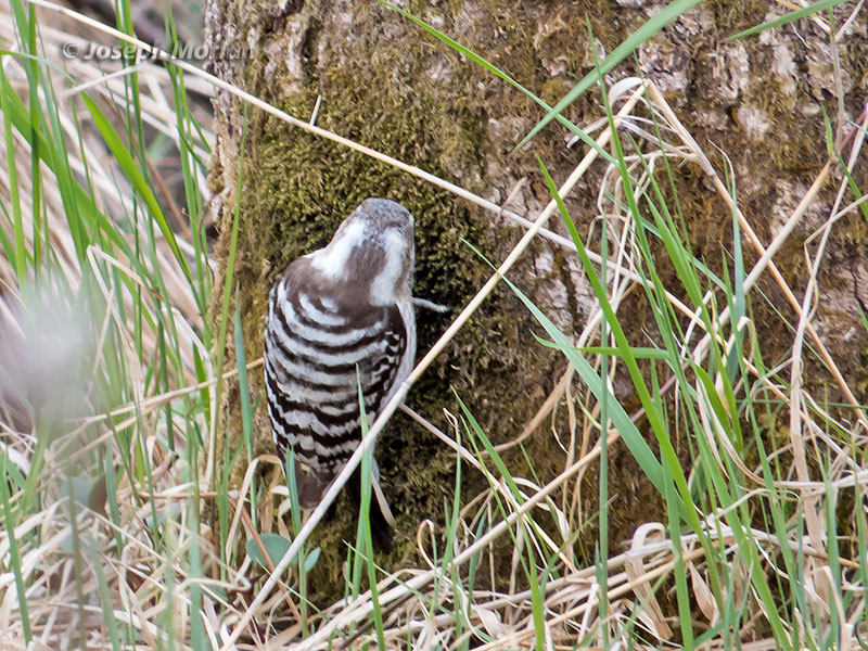 Pygmy Woodpecker (Dendrocopos kizuki seebohmi) 