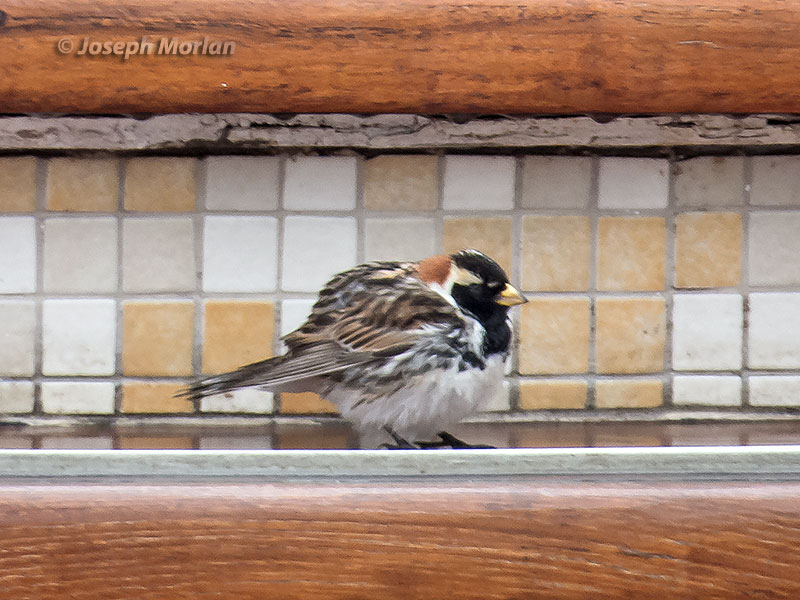  Lapland Longspur (Calcarius lapponicus coloratus) 