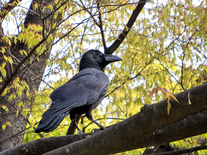 Large-billed Crow (Corvus macrorhynchos japonensis)