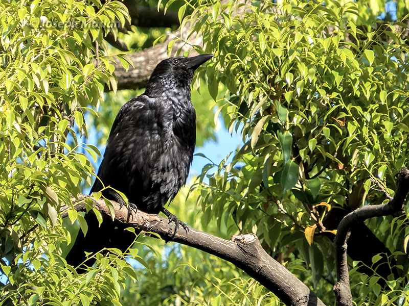 Large-billed Crow (Corvus macrorhynchos japonensis) 