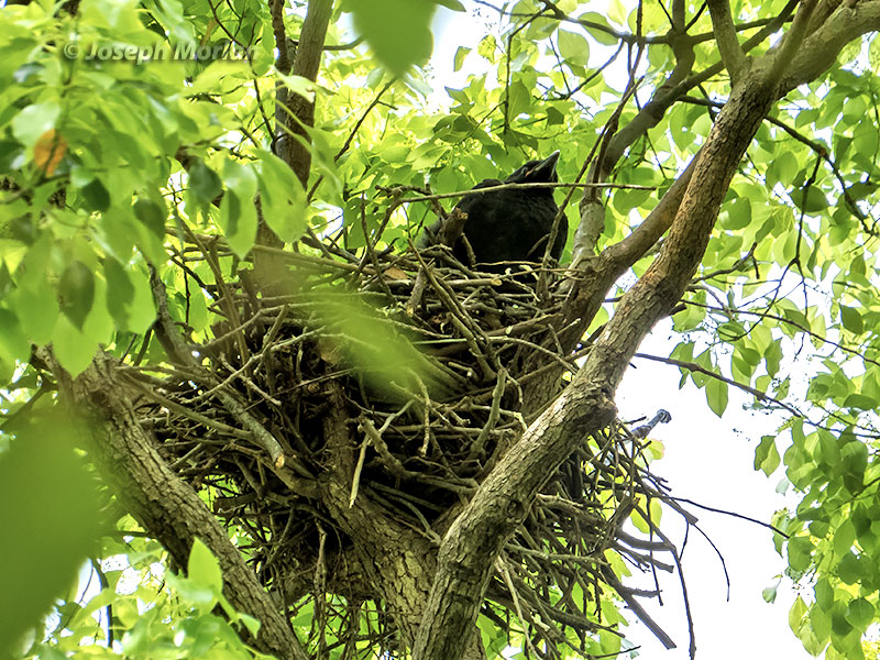 Large-billed Crow (Corvus macrorhynchos japonensis) 