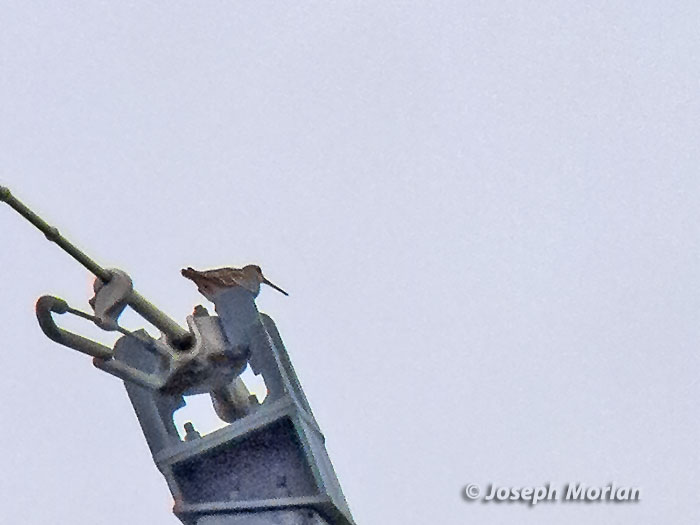  Latham's Snipe (Gallinago hardwickii) 