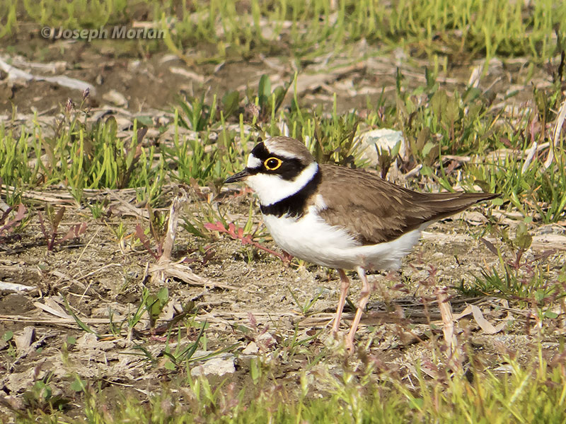Little Ringed Plover (Charadrius dubius curonicus)