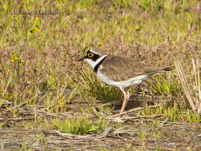 Little Ringed Plover (Charadrius dubius curonicus)