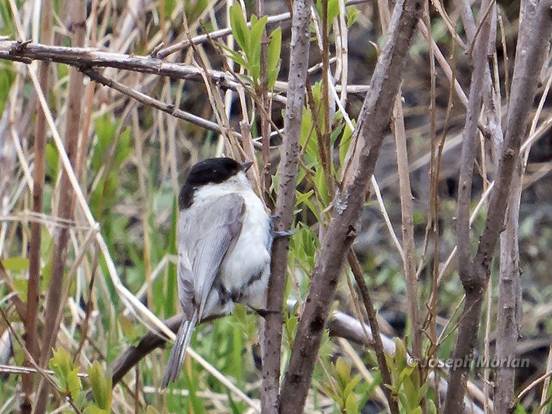 Marsh Tit (Poecile palustris hensoni)