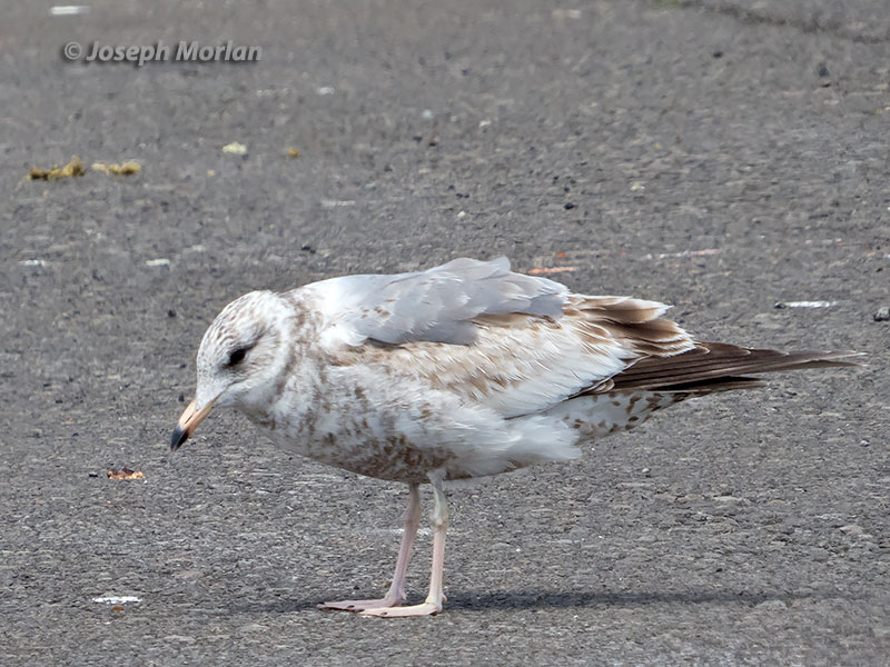 Mew Gull (Larus canus camtschatchensis) 