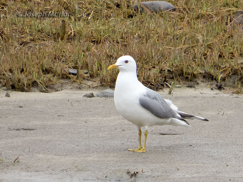 Mew Gull (Larus canus brachyrhynchus) 