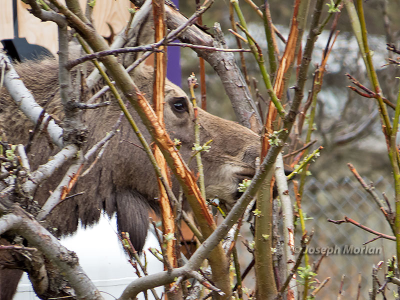 Moose (Alces alces gigas)