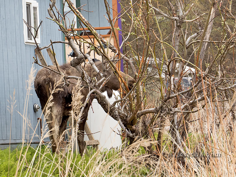 Moose (Alces alces gigas)