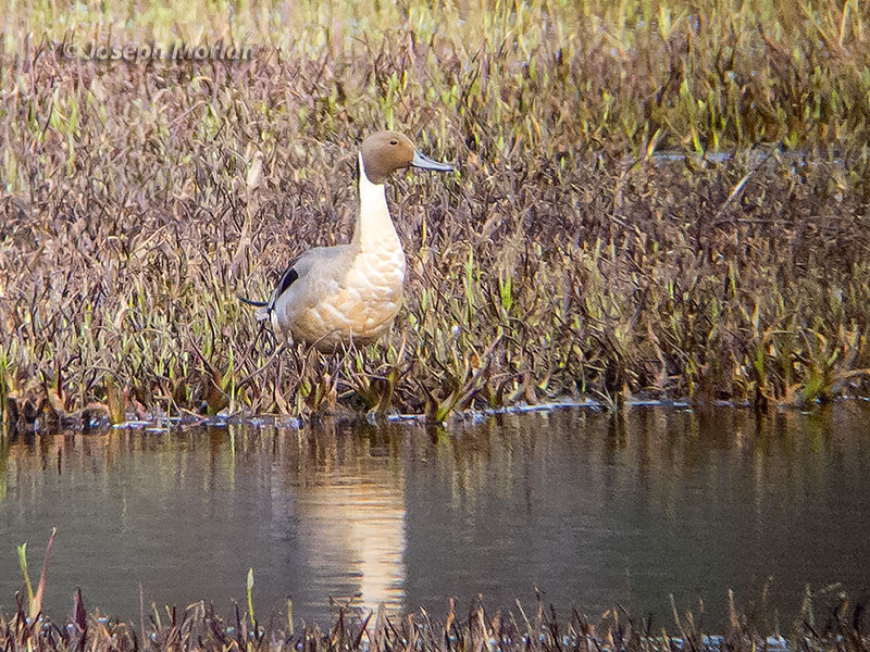 Northern Pintail (Anas acuta)