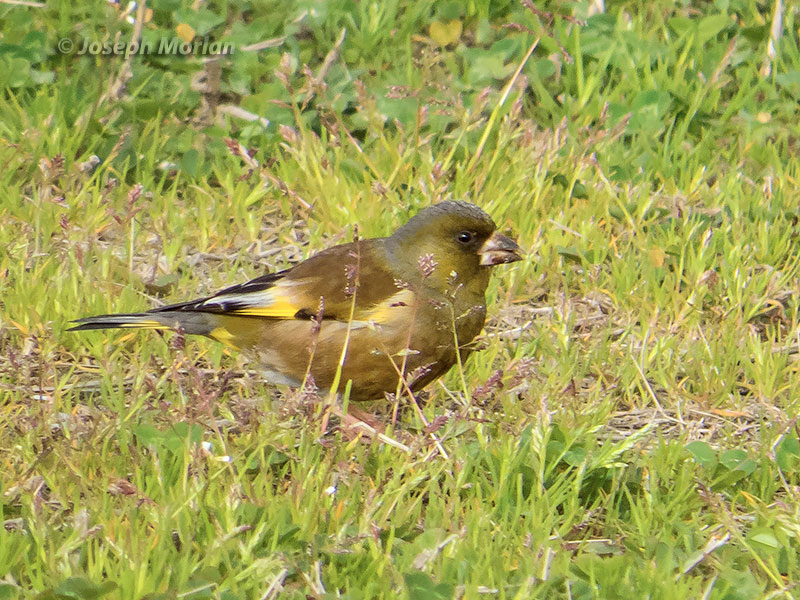 Oriental Greenfinch (Chloris sinica minor)