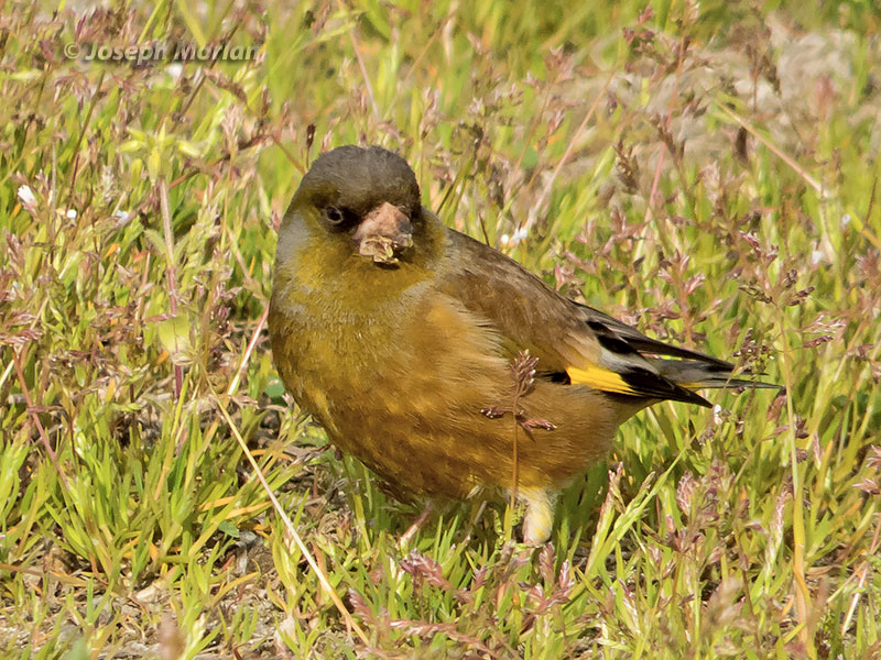 Oriental Greenfinch (Chloris sinica minor)