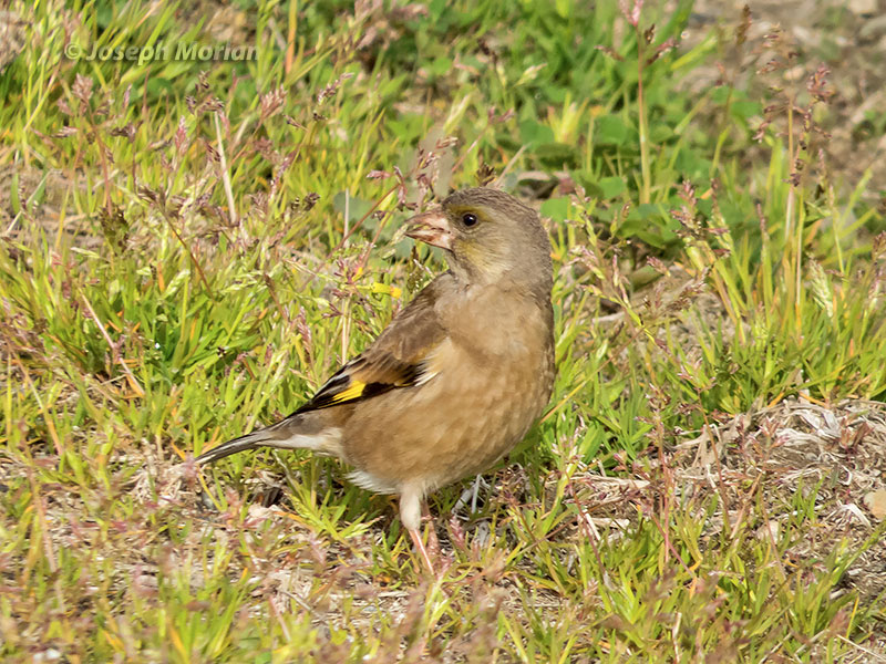 Oriental Greenfinch (Chloris sinica minor)