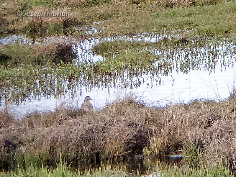 Pectoral Sandpiper (Calidris melanotos)