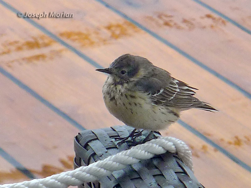  American Pipit (Anthus rubescens rubescens/pacificus)