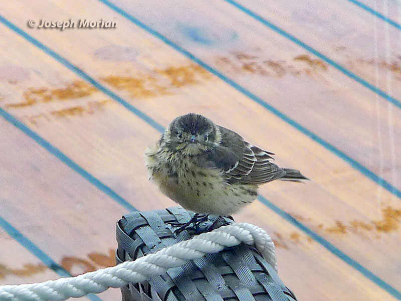  American Pipit (Anthus rubescens rubescens/pacificus)