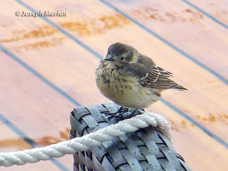  American Pipit (Anthus rubescens rubescens/pacificus)