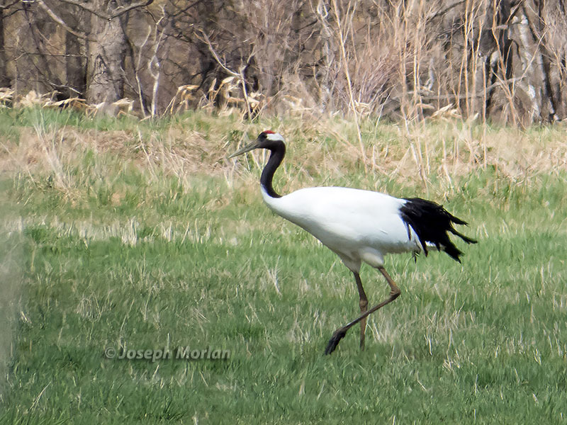  Red-crowned Crane (Grus japonensis) 