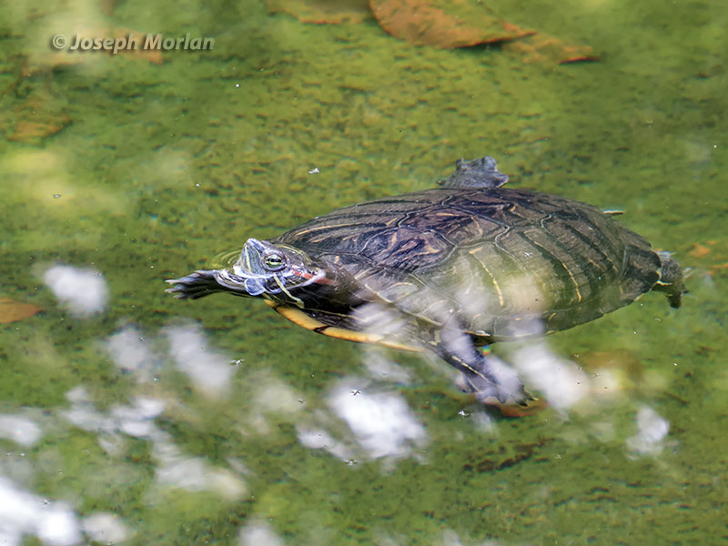 Red-eared Slider (Trachemys scripta elegans) 