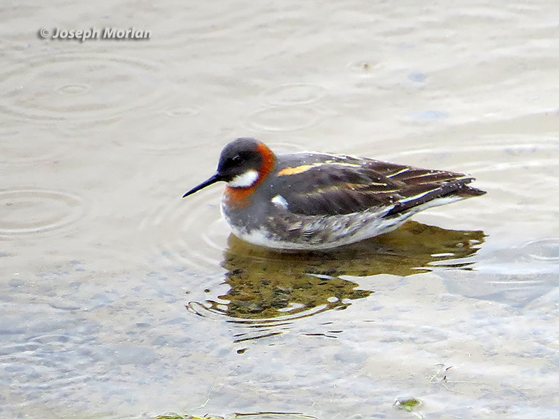 Red-necked Phalarope (Phalaropus lobatus) 