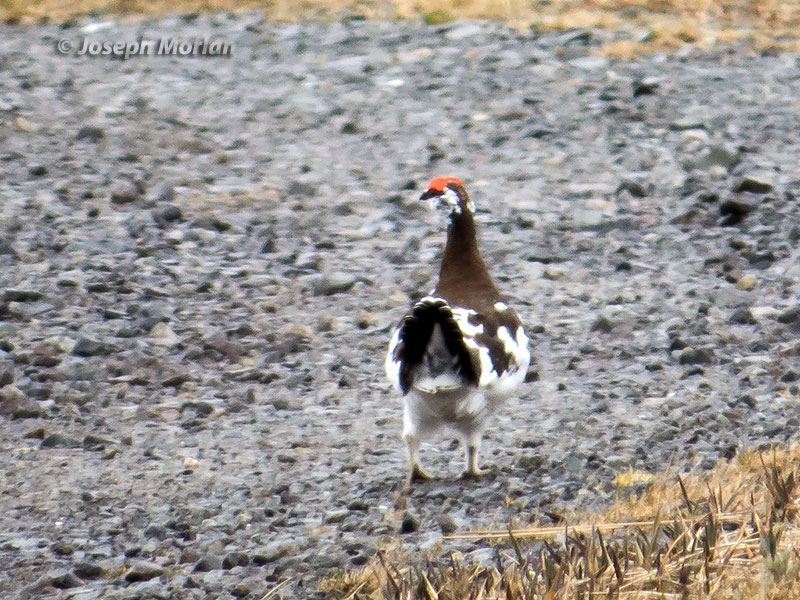 Rock Ptarmigan (Lagopus muta nelsoni) 