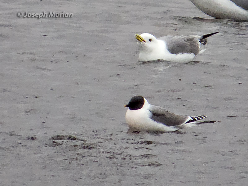 Sabine's Gull (Xema sabini woznesenskii) 