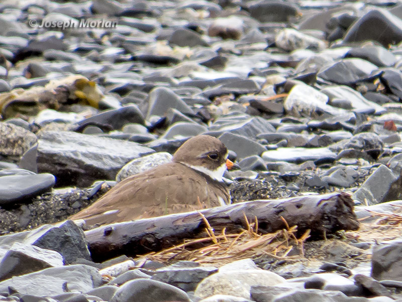 Semipalmated Plover (Charadrius semipalmatus) 