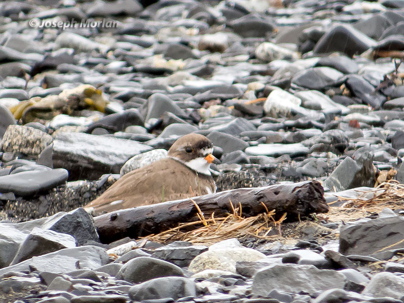 Semipalmated Plover (Charadrius semipalmatus) 