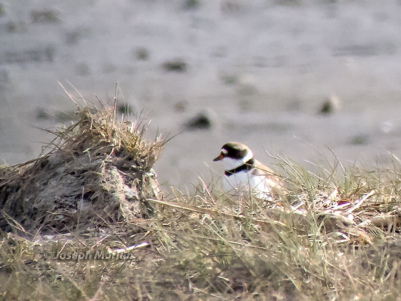 Semipalmated Plover (Charadrius semipalmatus) 