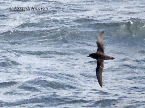  Short-tailed Shearwater (Ardenna tenuirostris)