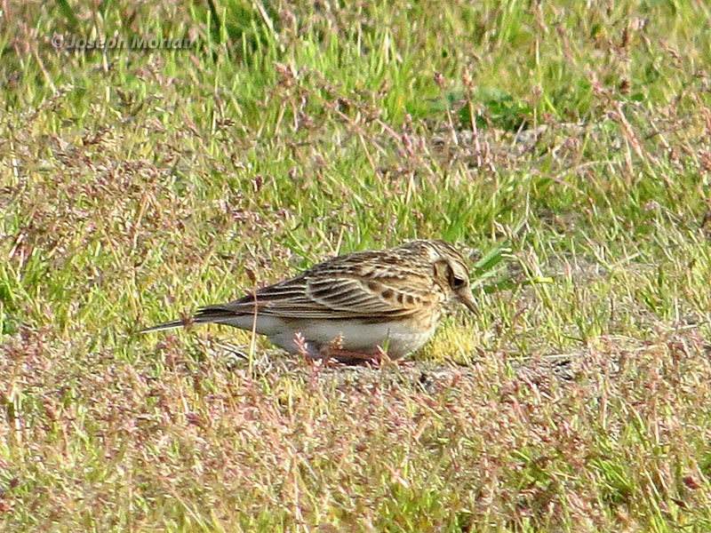 Eurasian Skylark (Alauda arvensis japonica)