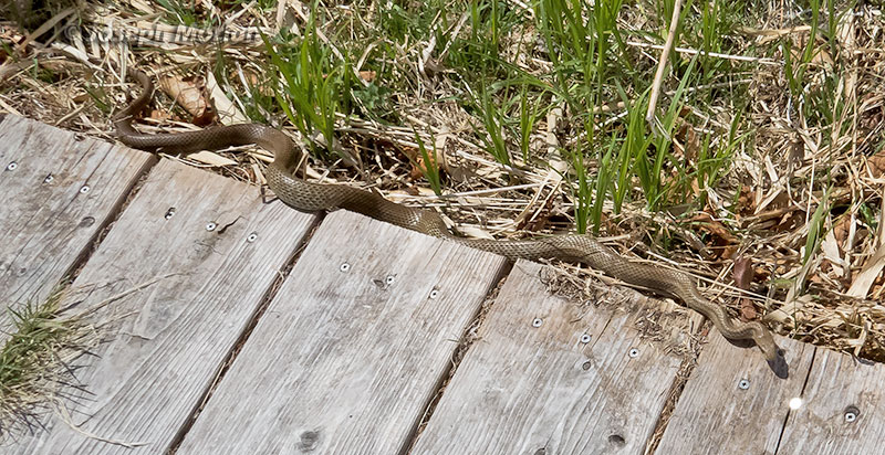  Japanese Four-lined Ratsnake (Elaphe quadrivirgata)
