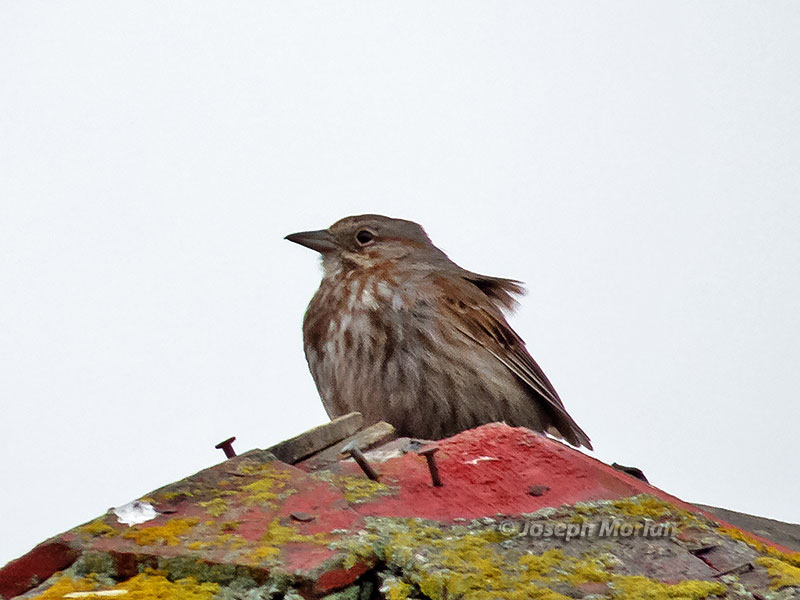 Song Sparrow (Melospiza melodia sanaka) 
