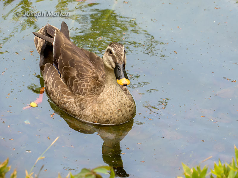Eastern Spot-billed Duck (Anas zonorhyncha) 