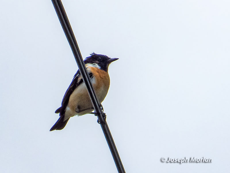 Siberian Stonechat (Saxicola maurus stejnegeri) 