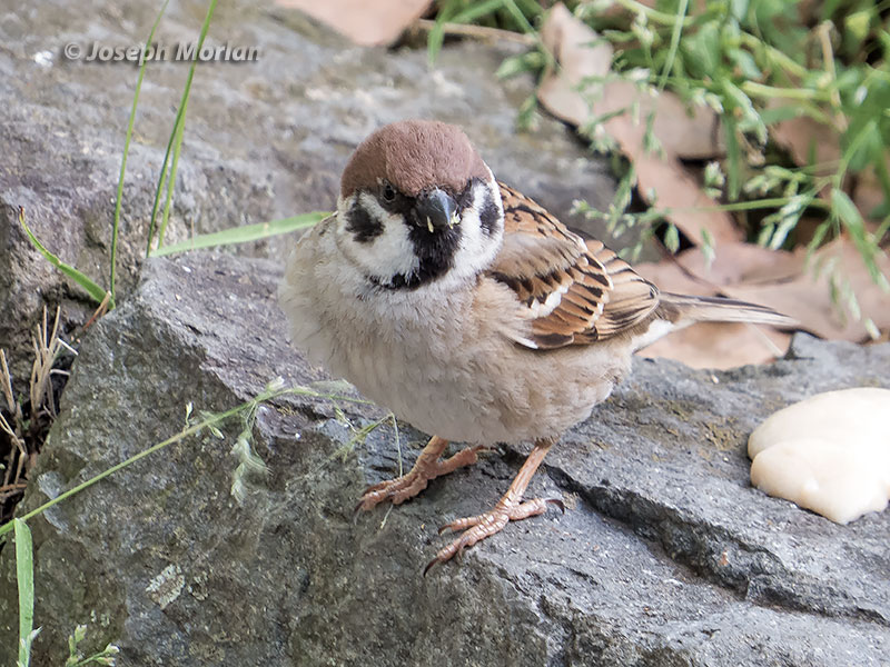 Eurasian Tree Sparrow (Passer montanus saturatus)