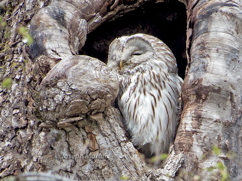  Ural Owl (Strix uralensis japonica) 