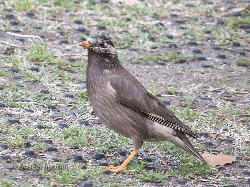 White-cheeked Starling (Spodiopsar cineraceus) 