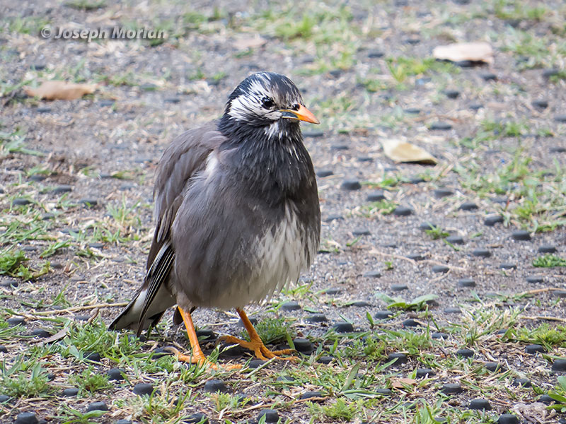 White-cheeked Starling (Spodiopsar cineraceus) 