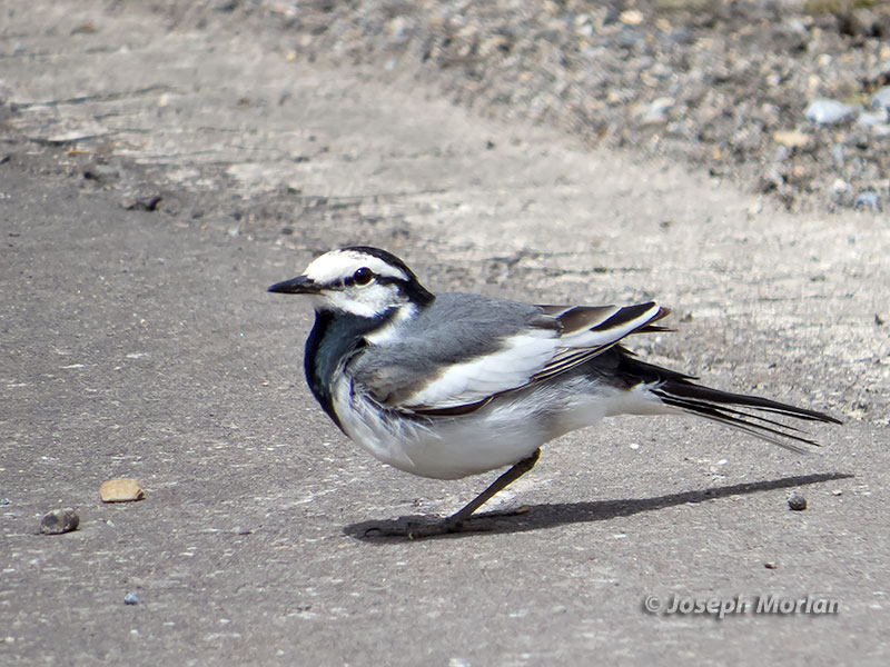 White Wagtail (Motacilla alba lugens)