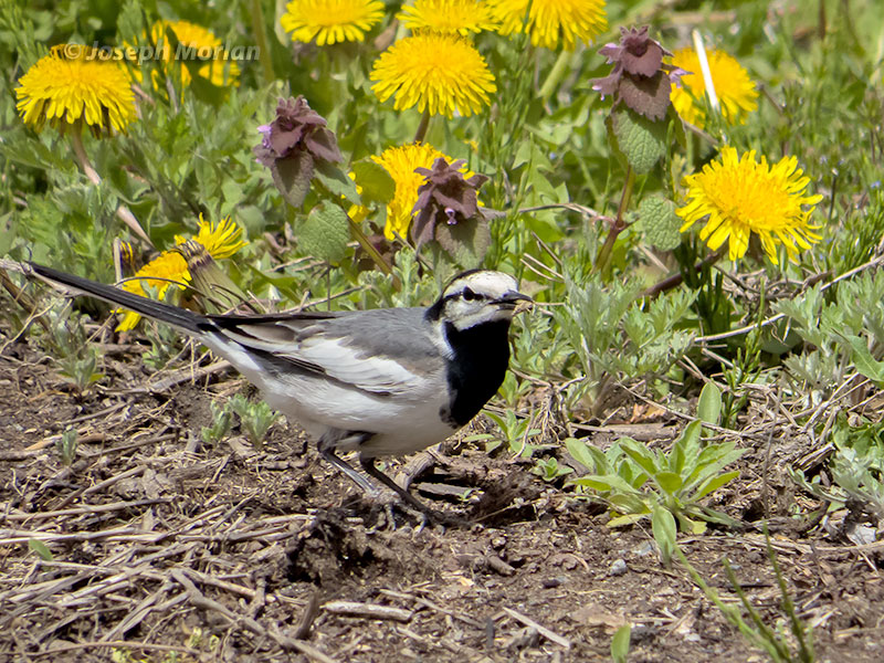 White Wagtail (Motacilla alba lugens)