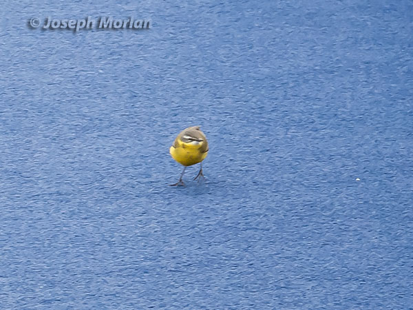 Eastern Yellow Wagtail (Motacilla tschutschensis tschutschensis) 