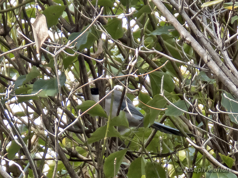 Azure-winged Magpie (Cyanopica cyanus japonica) 