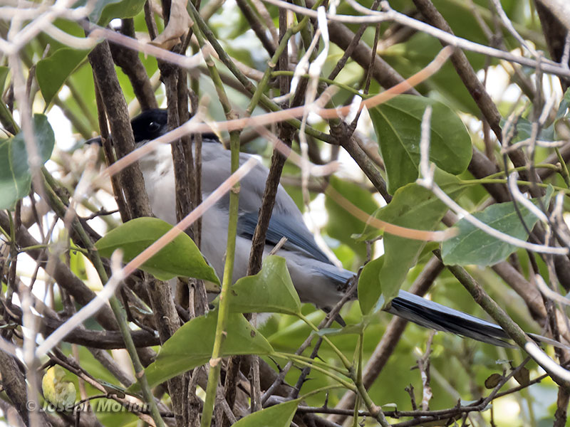 Azure-winged Magpie (Cyanopica cyanus japonica) 