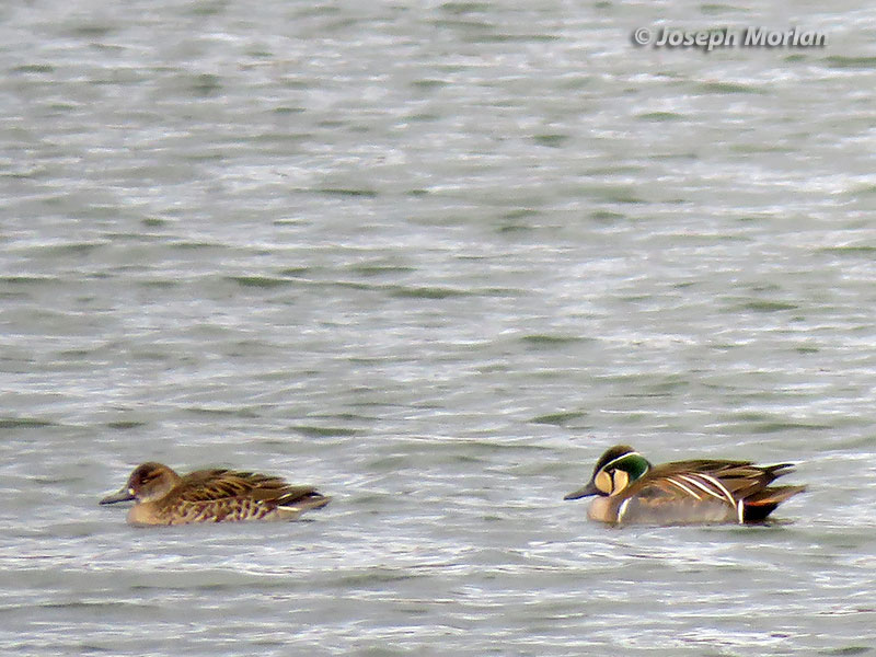 Baikal Teal (Sibirionetta formosa) 