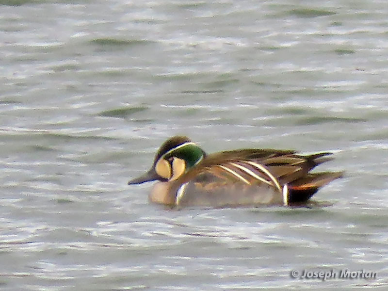 Baikal Teal (Sibirionetta formosa) 