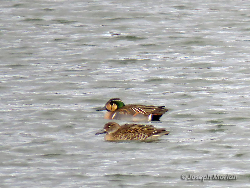 Baikal Teal (Sibirionetta formosa) 