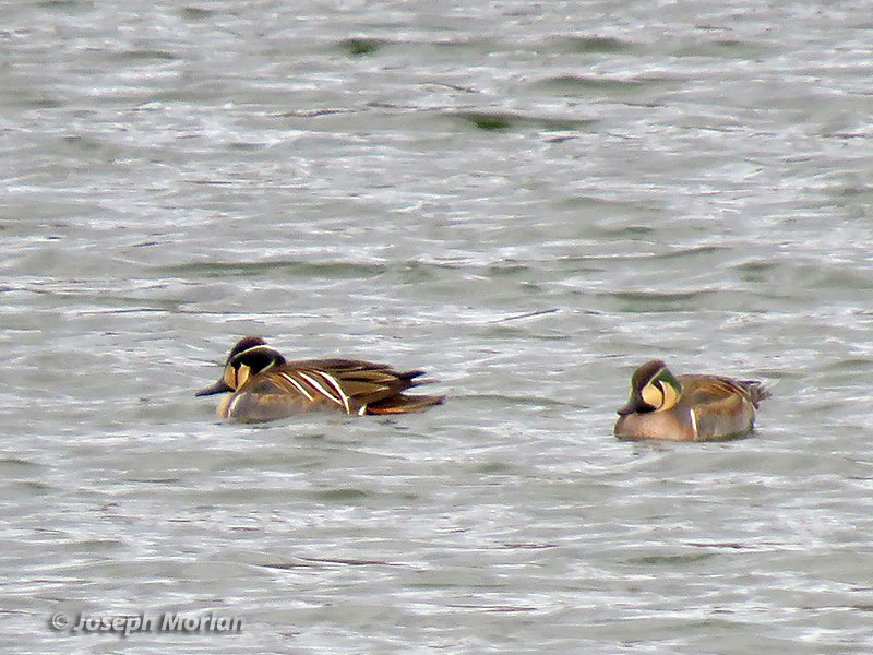Baikal Teal (Sibirionetta formosa) 