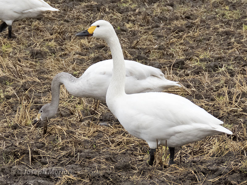 Tundra Swan (Cygnus columbianus bewickii)