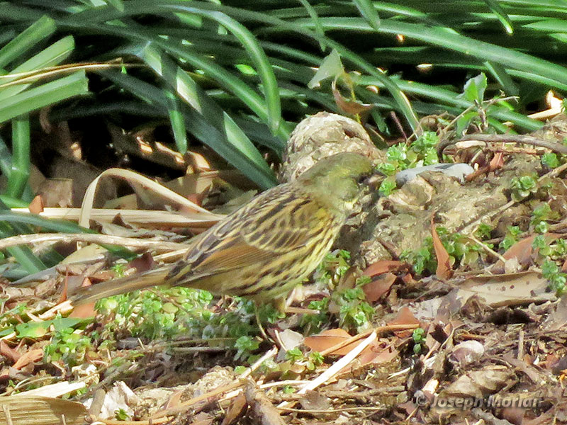 Black-faced Bunting (Emberiza spodocephala personata) 